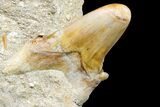 Otodus Shark Tooth Fossil in Rock - Eocene #161122-1